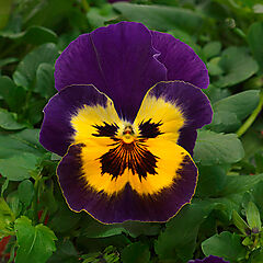 Pansy, Top Wave Purple Sunburst