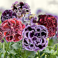 Pansy, Elegance Twilight Collection