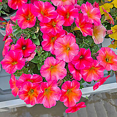 Petchoa, Supercal Premium Coral Star