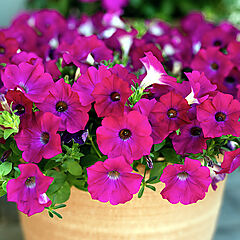 Petchoa, Supercal Blue Eyed Rose