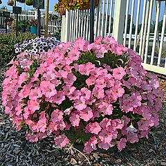 Petunia, Surfinia Heavenly Cashmere