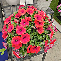 Petunia, Inferno Metallic Orange