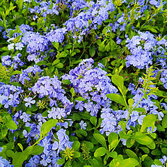 Plumbago, Dark Blue, Cape Leadwort
