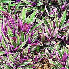 Rhoeo spathacea, Tricolor, Boat Lily, Oyster Plant