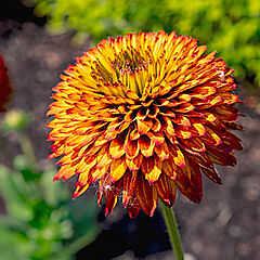 Rudbeckia, Solar Sisters