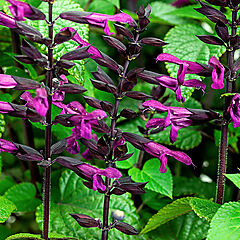 Salvia, Rockin' Deep Purple