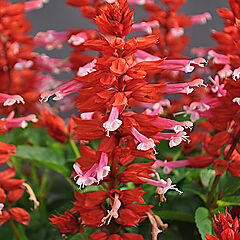 Salvia, Grandstand Red Lipstick Pink