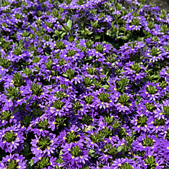Scaevola, Fanatix Dark Blue