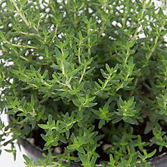 Thyme, Summerdreams Spicy, Thymus citriodorus