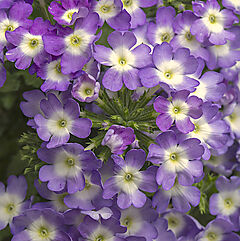 Verbena, PeekABoo Indigo