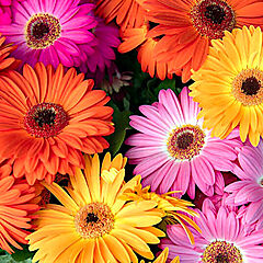 Gerbera, Joybera Mix