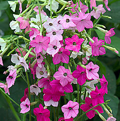 Nicotiana, Whispers Mix