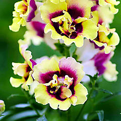 Snapdragon, Yellow Red Heart