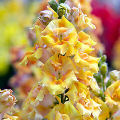 Snapdragon, Sweet Duet Yellow
