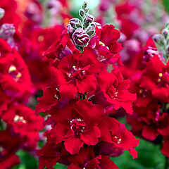Snapdragon, Sweet Duet Deep Red