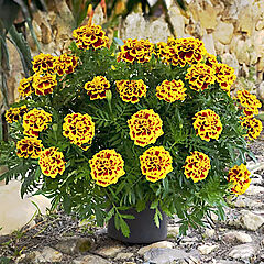 Marigold, Mango Tango