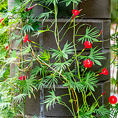 Ipomea Quamoclit, Cardinal Climber, Morning Glory