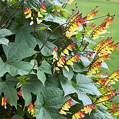 Ipomoea lobata, Mina Lobata, Exotic Love