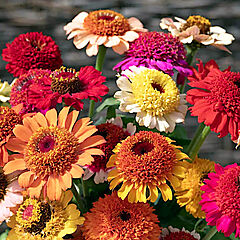 Zinnia, Crestar Mix
