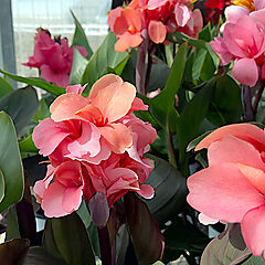Canna, Cannova Casa Bronze Peach