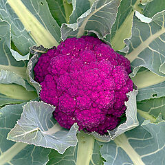 Cauliflower, Hipster
