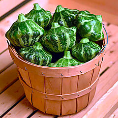 Squash, Green Lightning