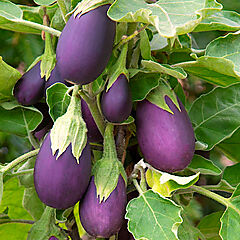 Eggplant, Baby Jack