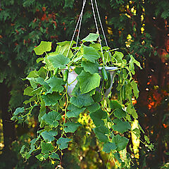 Cucumber, Quick Snack