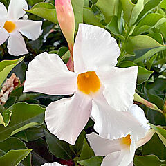 Dipladenia, Flordenia Plus White