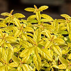Lemon Verbena, Golden Wind, Lippia Citriordora