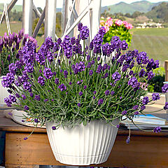 Lavender, La Diva Eternal Elegance, Lavendula angustifolia