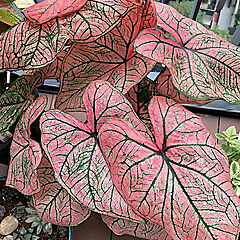 Caladium, Pink Mix