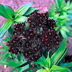 Dianthus barbatus, Black Adder, Sweet William