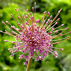 Allium schubertii, Tumbleweed Onion