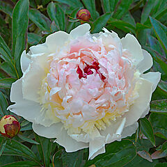 Paeonia lactiflora, Madame de Verneville (1885), Peony