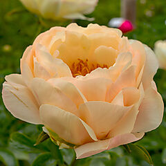 Paeonia lactiflora, King's Day (2019), Peony
