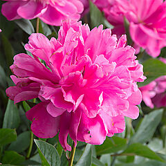 Paeonia lactiflora, Panther Blush (1856), Peony