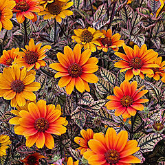 Heliopsis helianthoides, Orange Marble, False Sunflower