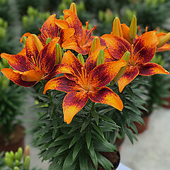 Lilium asiaticum, Tiny Cosmic, Asiatic Lily