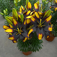 Lilium asiaticum, Tiny Massive, Asiatic Lily