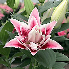 Lilium orientalis, Nowa, Oriental Lily