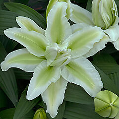 Lilium orientalis, Aisha, Oriental Lily