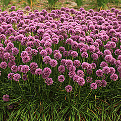 Allium hybrid, Bee's Knees, Ornamental Onion