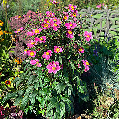 Anemone x hybrid, Dawn Breaker, Windflower