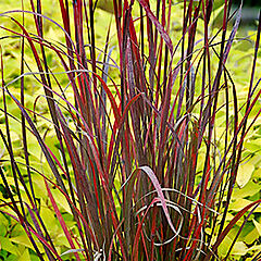 Grass: Andropogon gerardii, Rain Dance, Big Bluestem