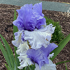 Iris germanica, Wintry Sky, Tall Bearded Iris