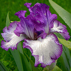 Iris germanica, Mariposa Autumn, Tall Bearded Iris