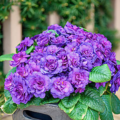 Primula vulgaris, Violetta, Primrose