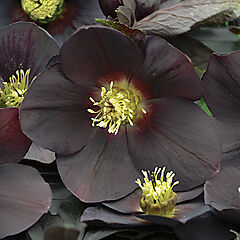 Helleborus, New York Night, Lenten Rose