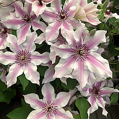 Clematis, Ithemba, (pruning code 3)